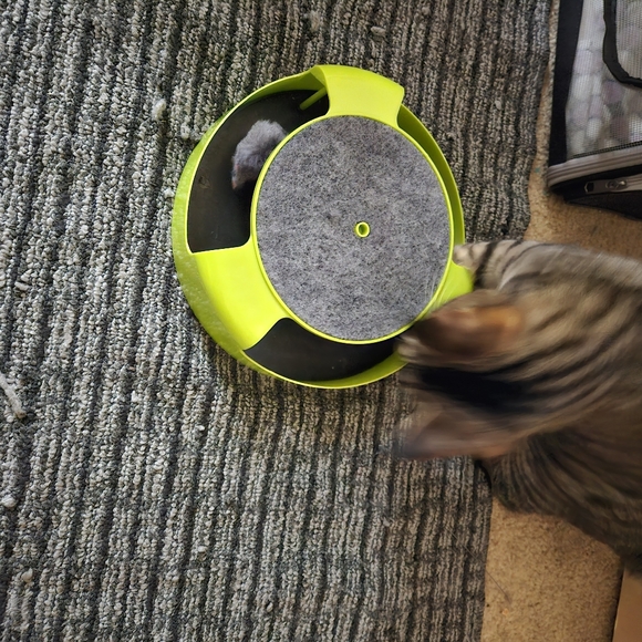 Cat toys - Picture 2 of 2